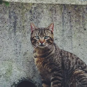 老刘